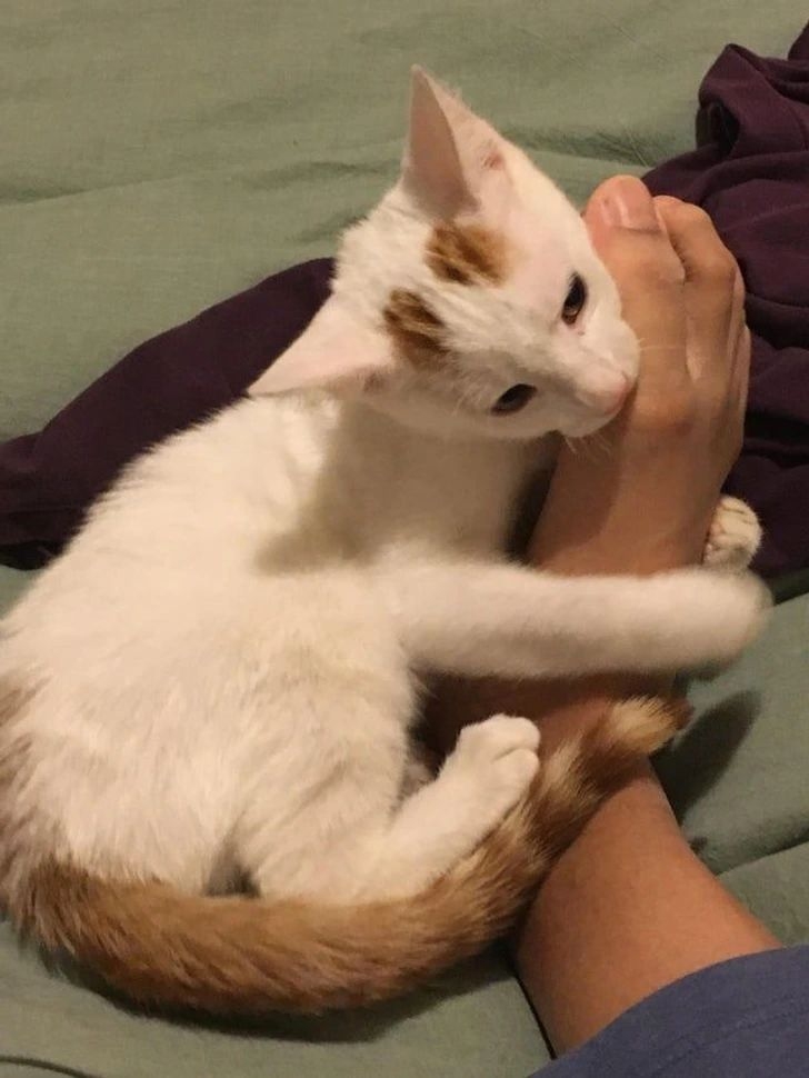 誰家的主子也喜歡咬奴才的腳？