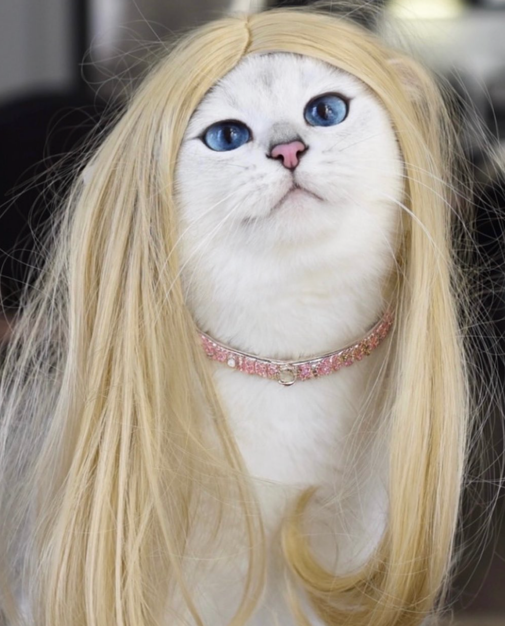 欸？性別也可以秒變啦～