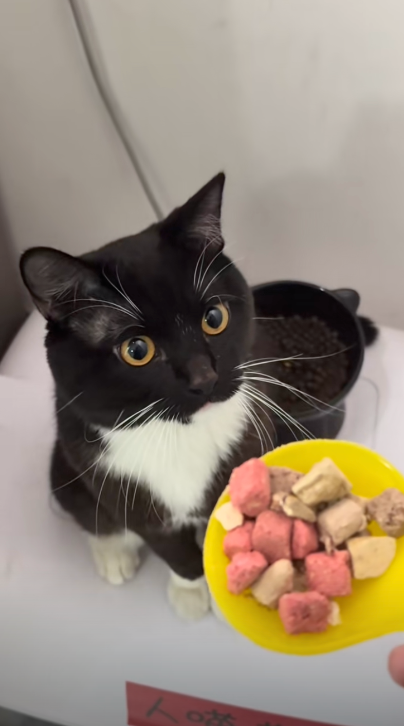 你猜猜貓糧是怎麼進去的?