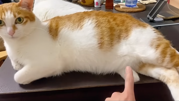 貓咪：拜託，這裡不可以摸喔！