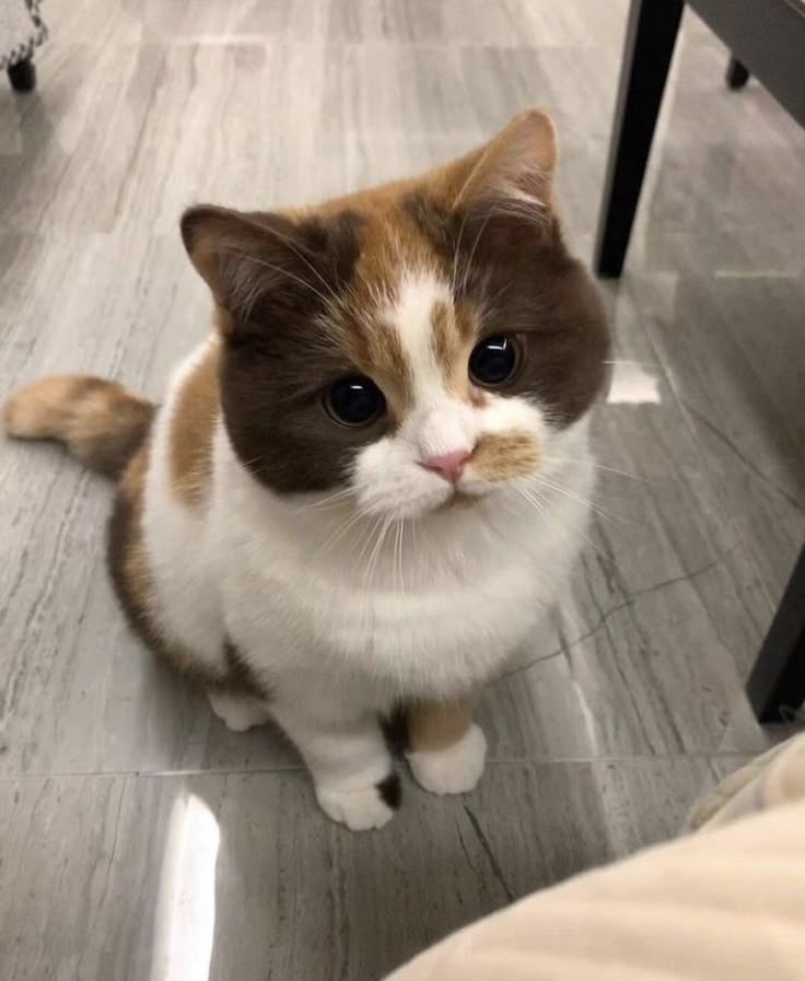 貓咪的平均年齡是多少呢?