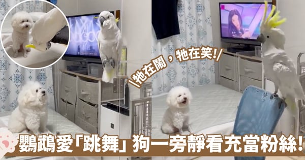 鸚鵡聽見音樂就狂「跳舞」 貴賓犬靜靜坐旁充當粉絲 網笑翻：牠在鬧牠在笑！【有片】
