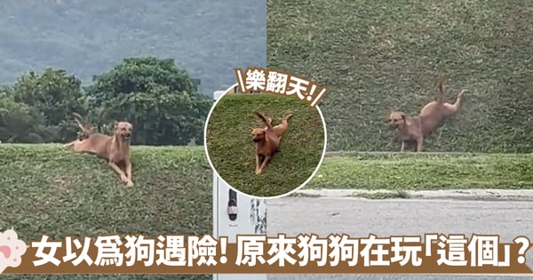 狗狗趴在斜坡上「動彈不得」女子心急想下車救援 結果卻被牠舉動笑翻!【有片】