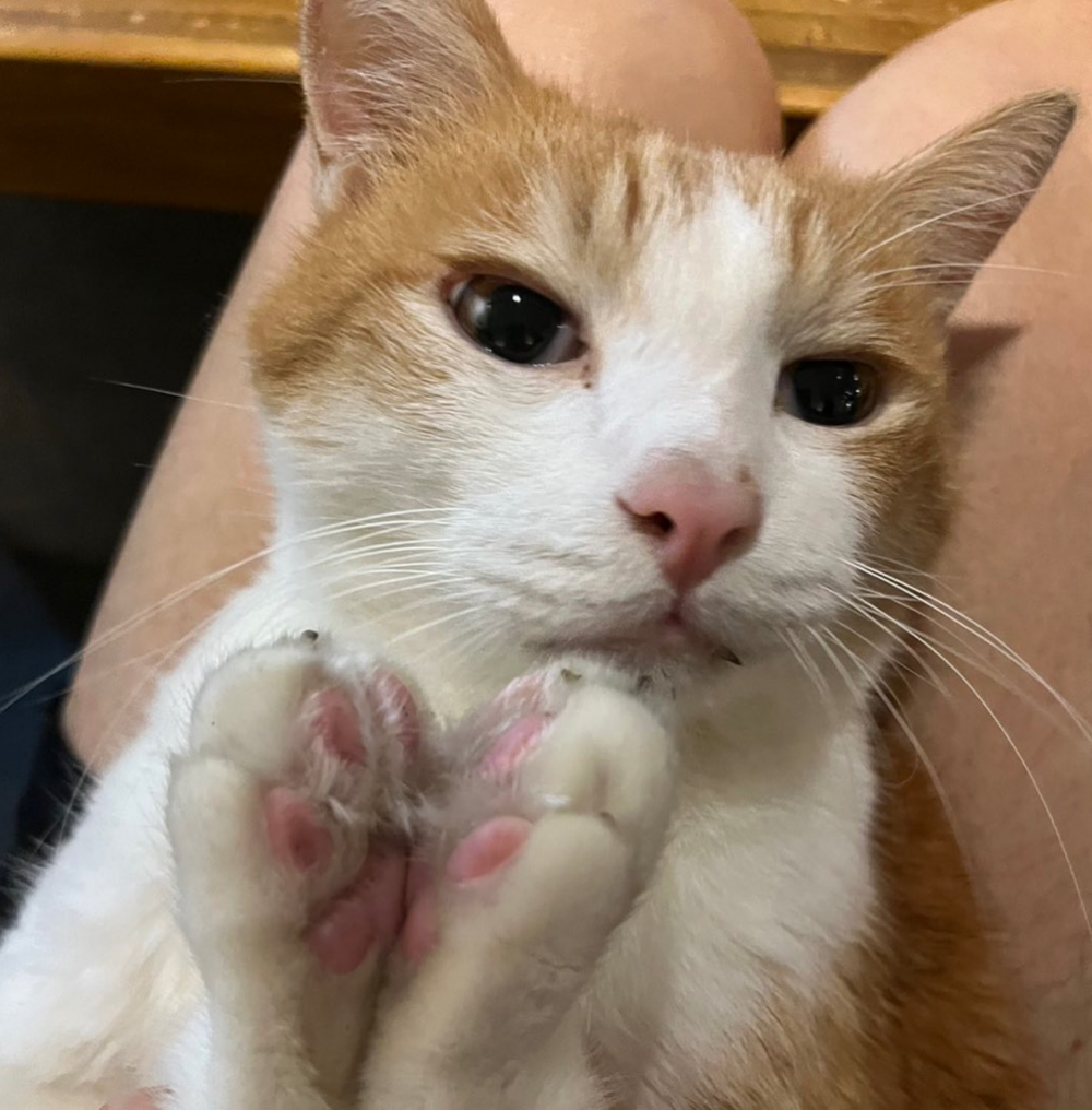 店內有5隻店貓～