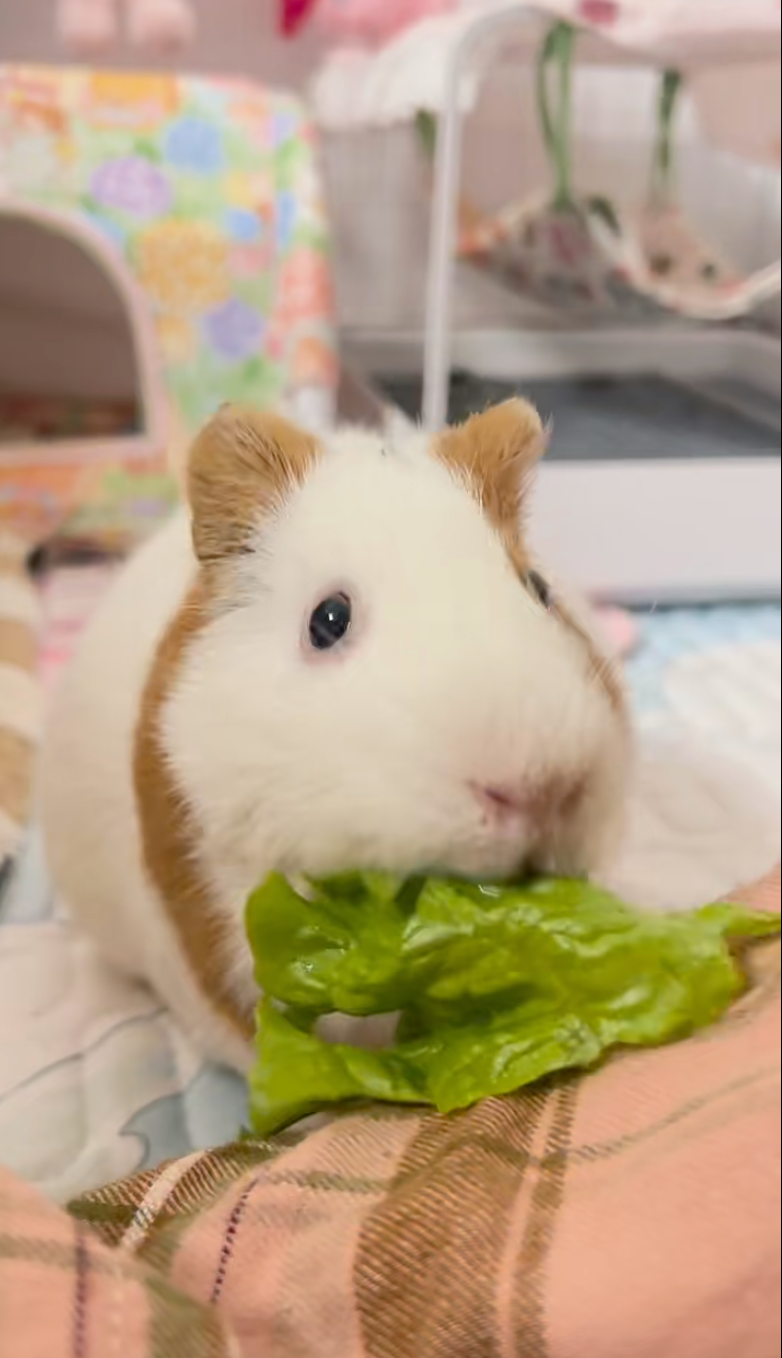 除了睡覺就是吃飯啦～