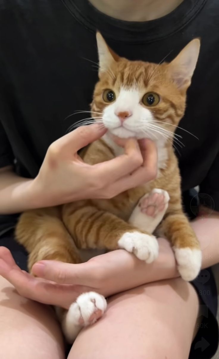 這些原因都會導致貓貓有焦慮～