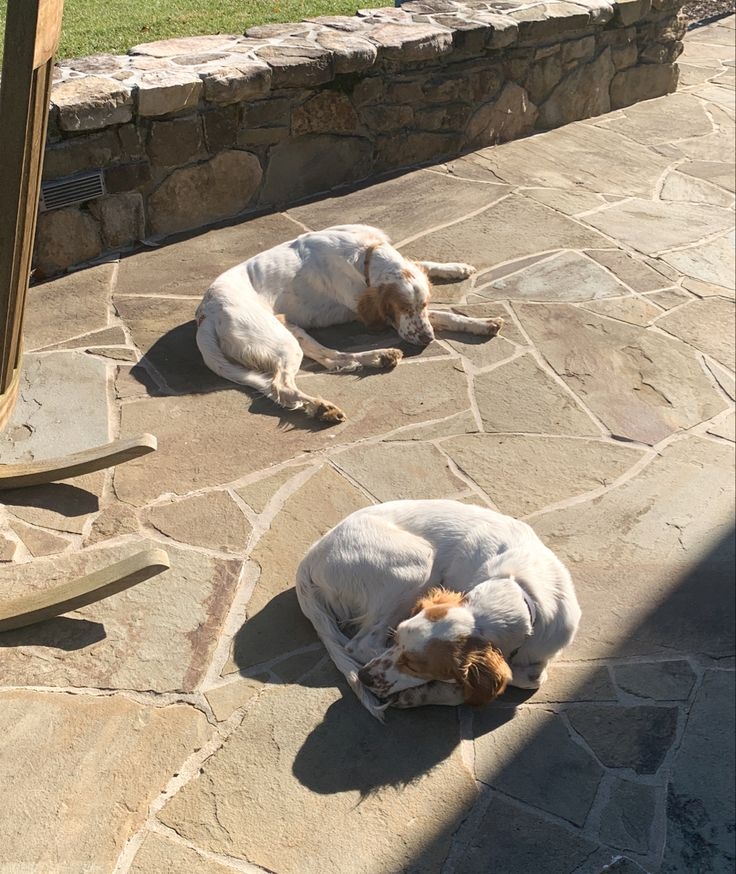 狗狗需要曬太陽嗎？