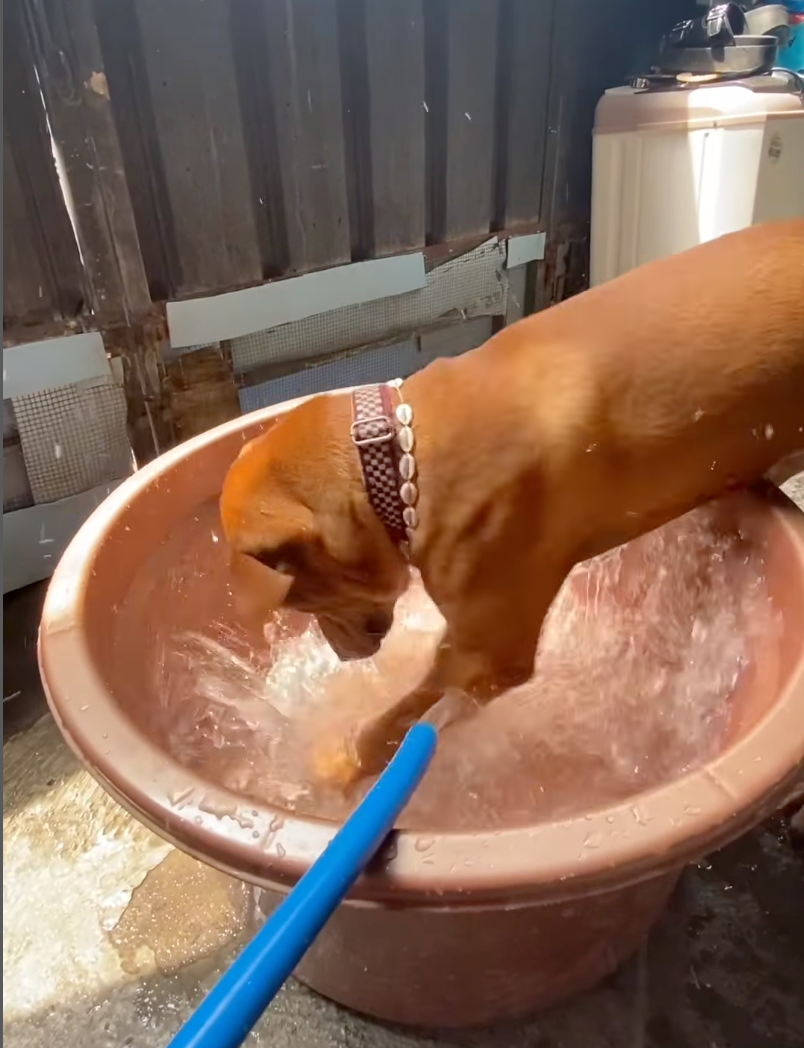 狗狗：什麼時候裝滿？迫不及待了！