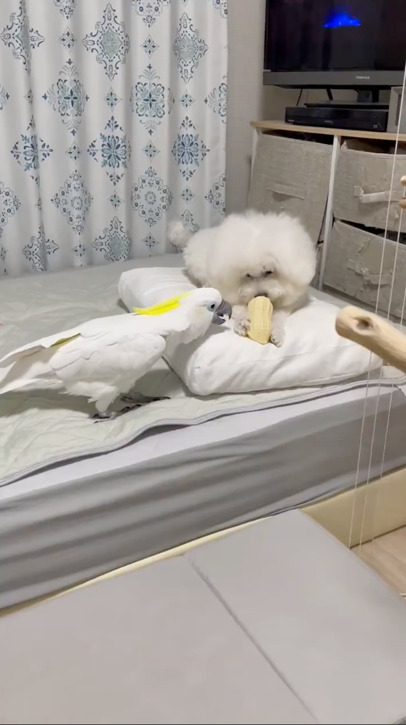 兩隻「好搭檔」～