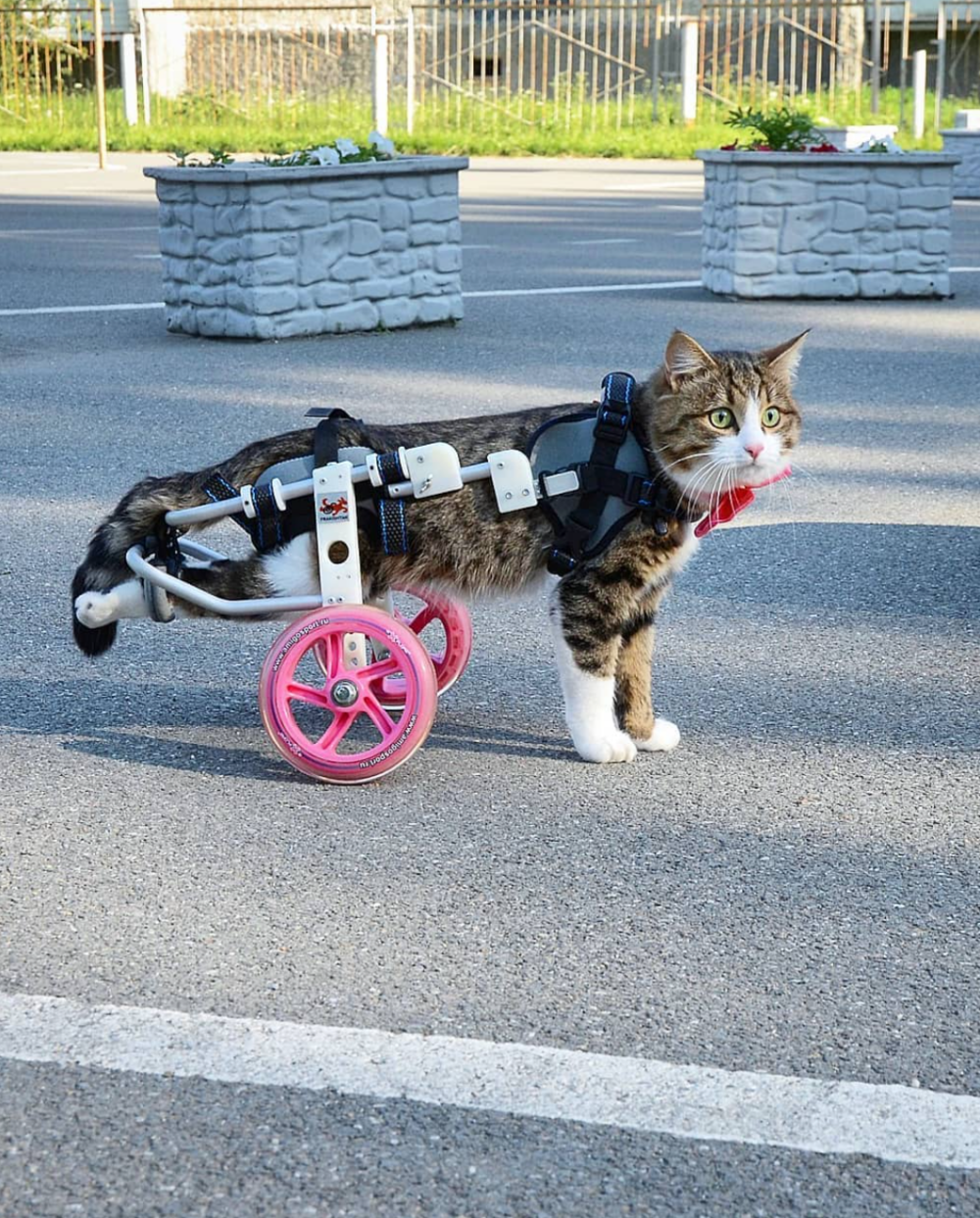 即使癱瘓了也要積極面對生活！