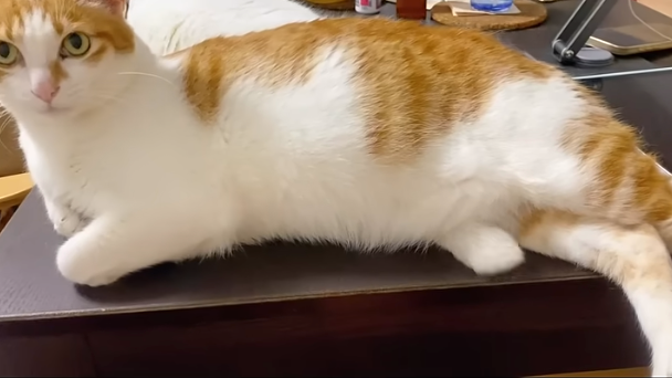 嗯？怎麼多了一塊白色毛球？