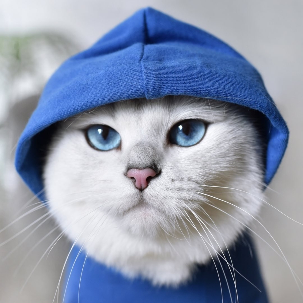 這雙眼睛看了會被迷暈欸！