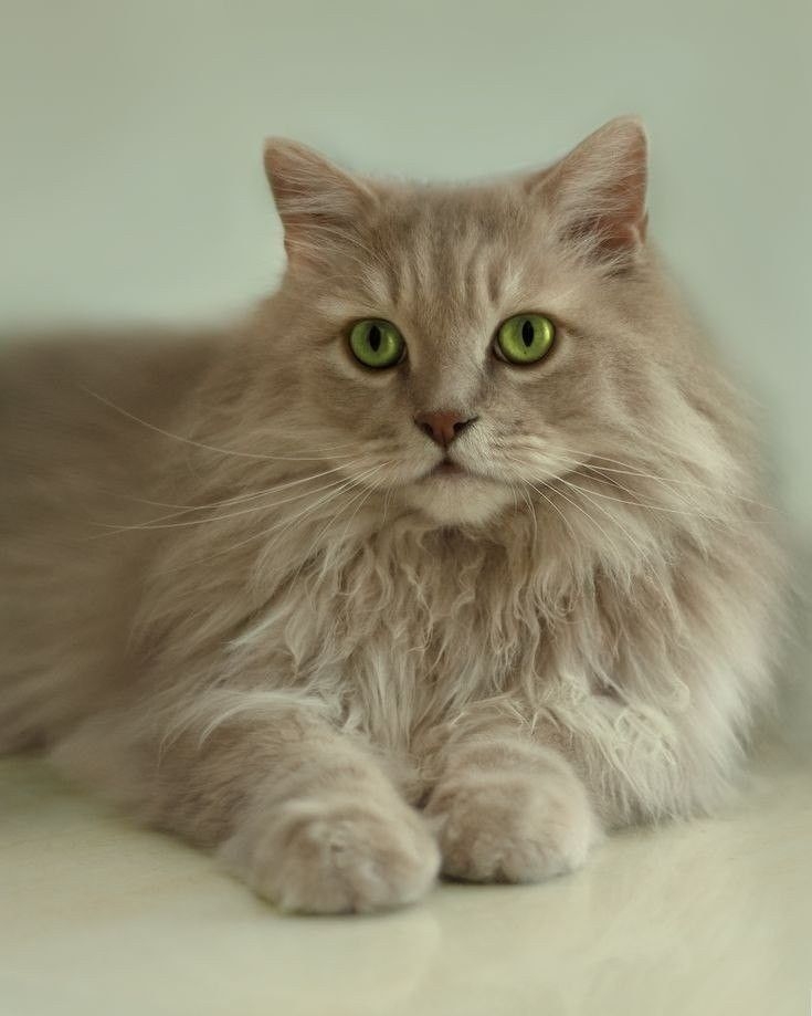 每隻貓貓的瞳孔色是不同的呀～