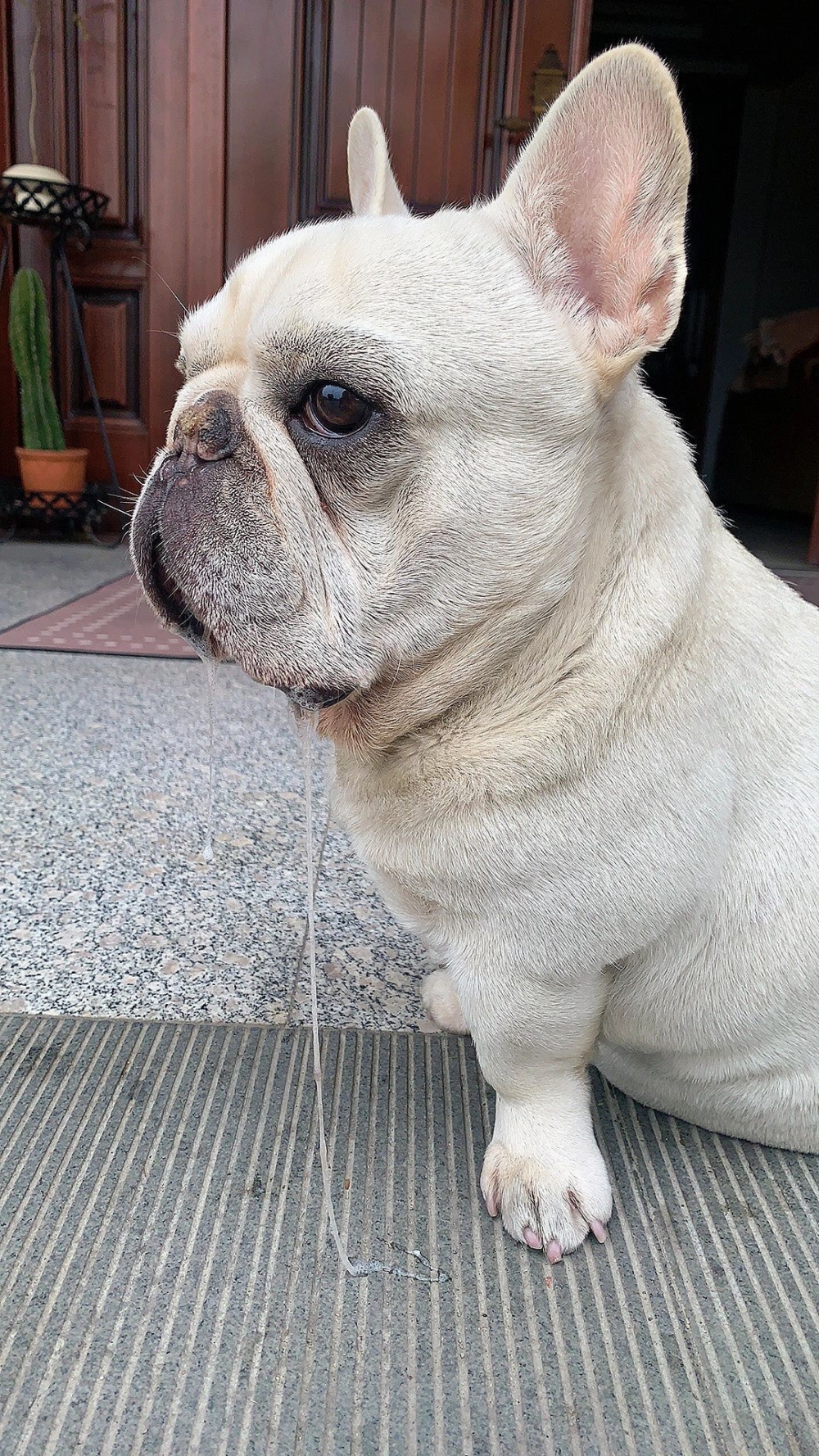 只要狗狗的口水不是持續性且帶有惡臭味的就不用擔心。