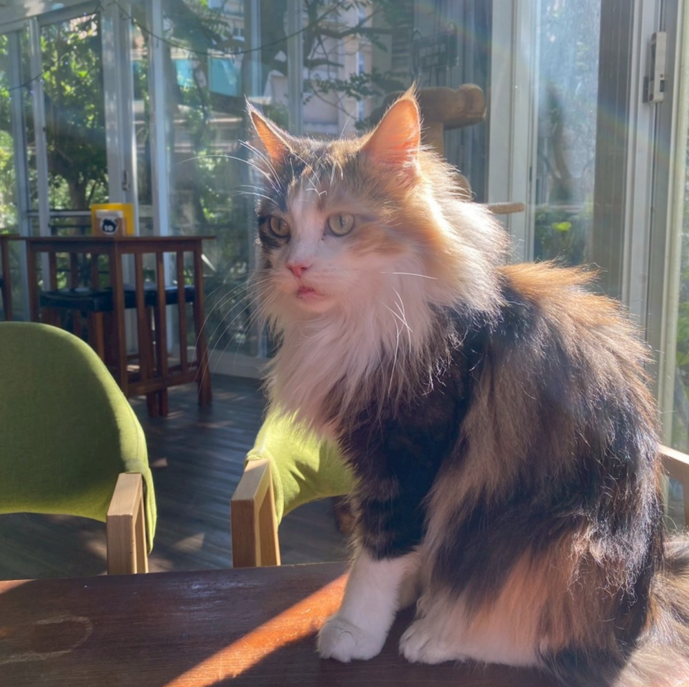 在山林裡吸貓吃點心，想想就很幸福！