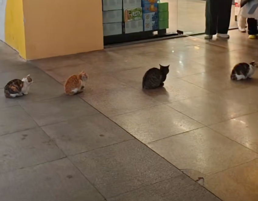 好啦，回去乖乖排隊了～