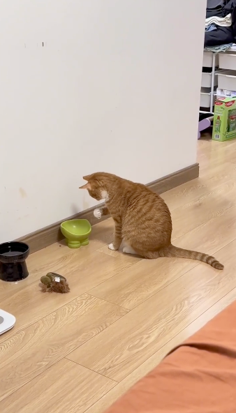 嘗試著在空氣裡找飯飯～