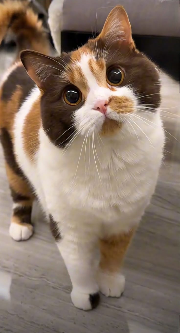 想讓貓咪長壽,必須要照顧好貓咪的一切呀~