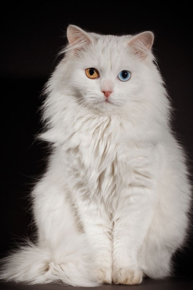 你見過異色瞳的貓貓嗎？