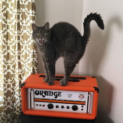 其實貓咪是在逞強裝大！