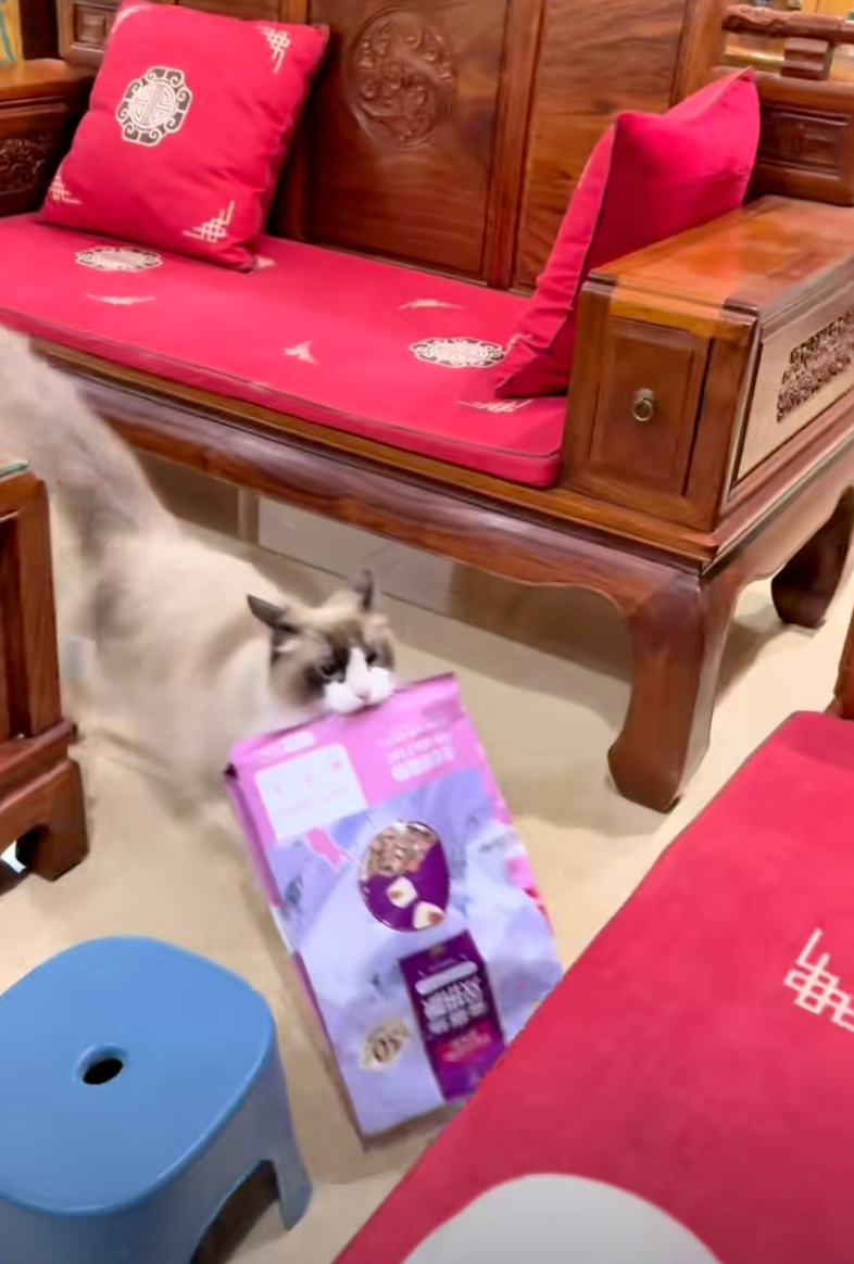 貓咪：快！要吃這個！