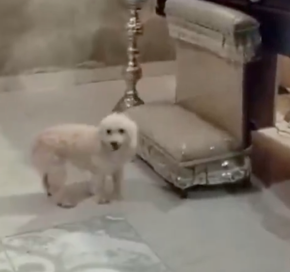 狗狗先是在棺材旁徘徊。