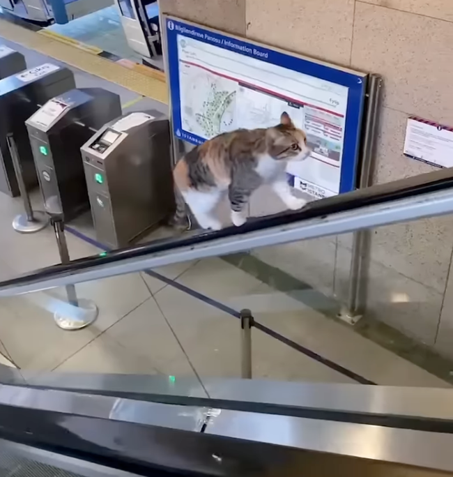 很認真在走貓步～