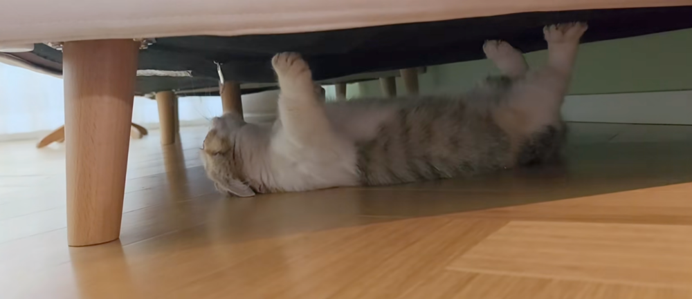 貓咪：今天的家務朕全包了！