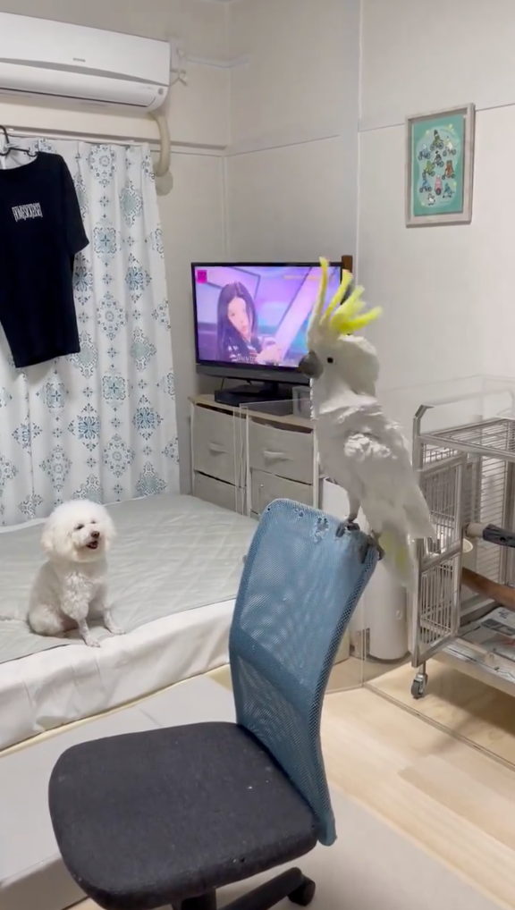 Ame要開始表演囉～