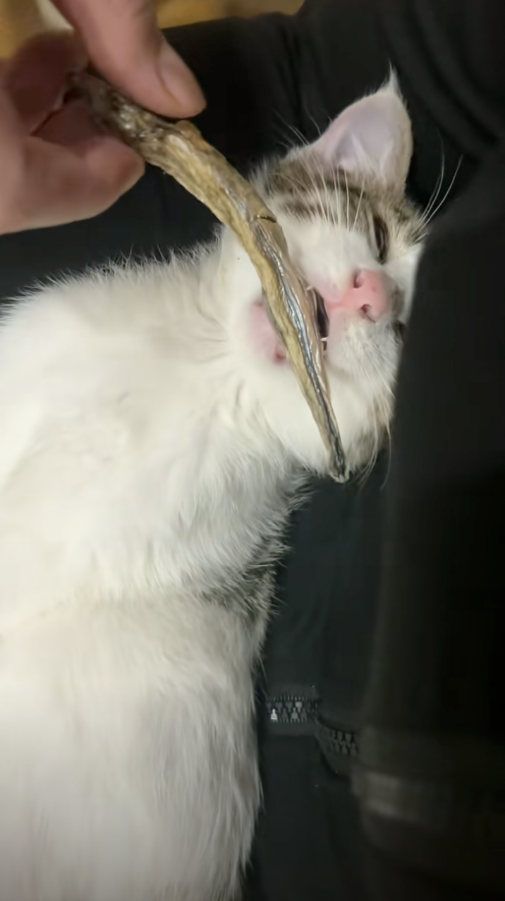 迷迷糊糊中吃了一條小魚乾。