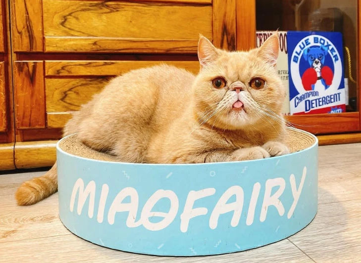 原本貓貓長這樣～