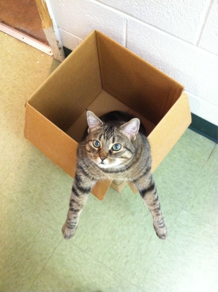 主子超愛紙箱的啦！