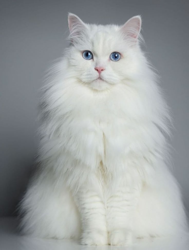 就好像一般的白貓都是藍眼的～