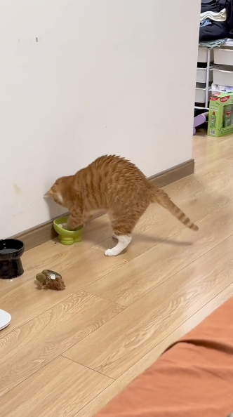 很生氣哦！跳起來摁住碗！