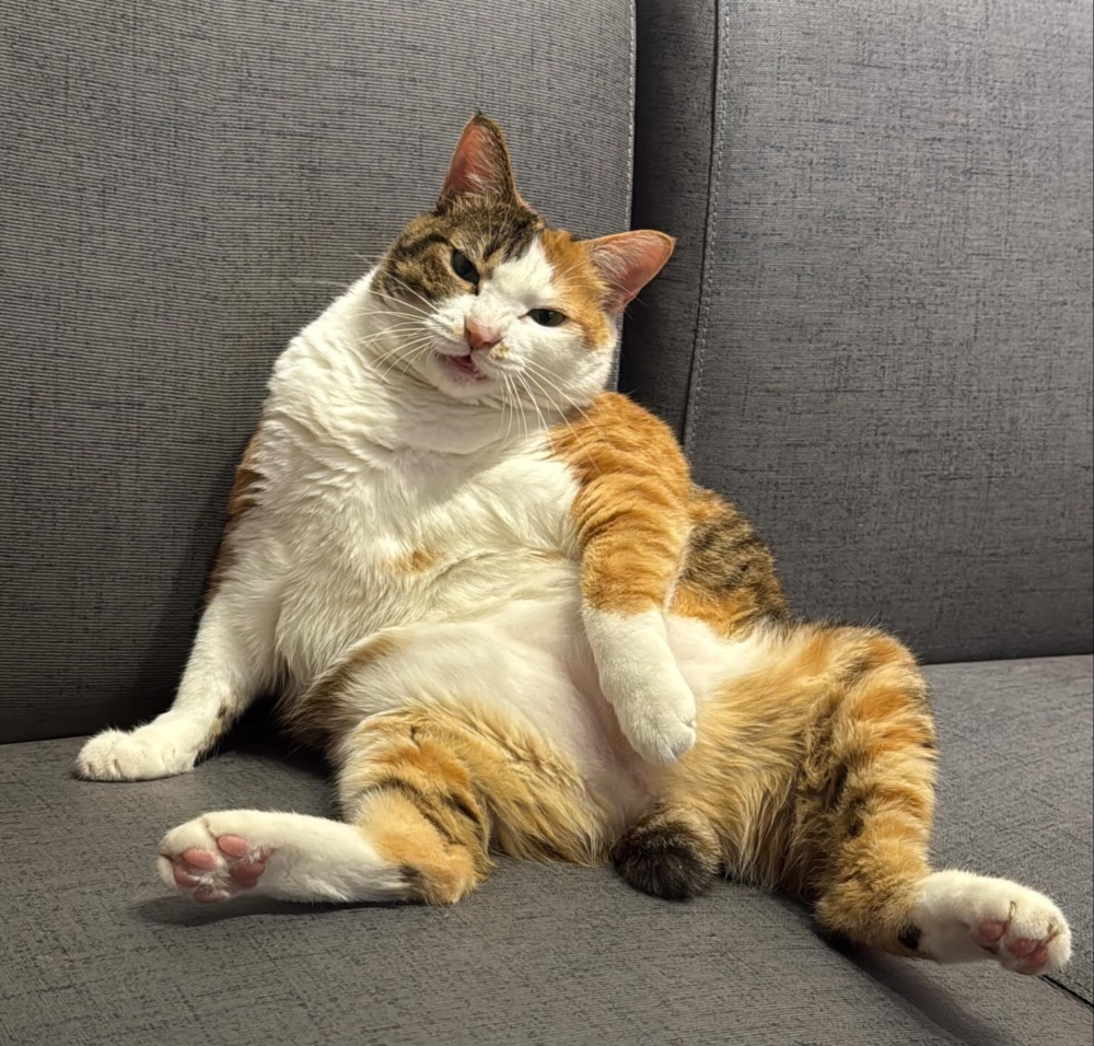 來看看另一位貓咪嘉賓～