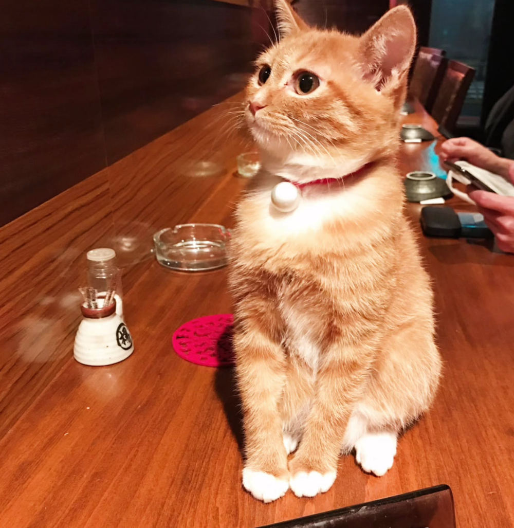 這麼可愛的貓店長，誰會不想要摸呀～