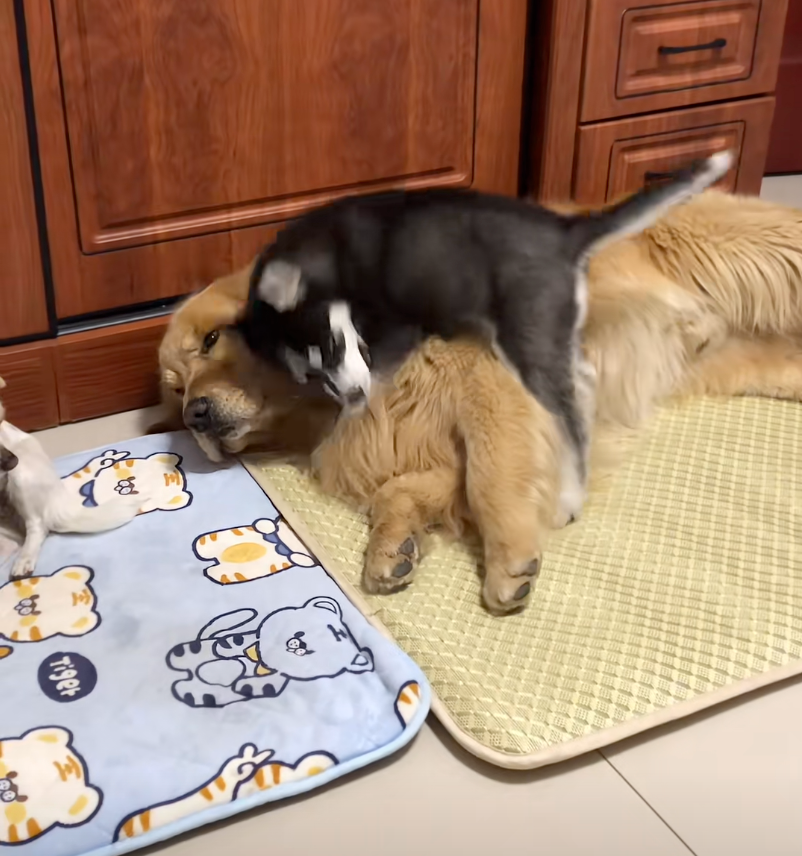 阿金：生無可戀了～