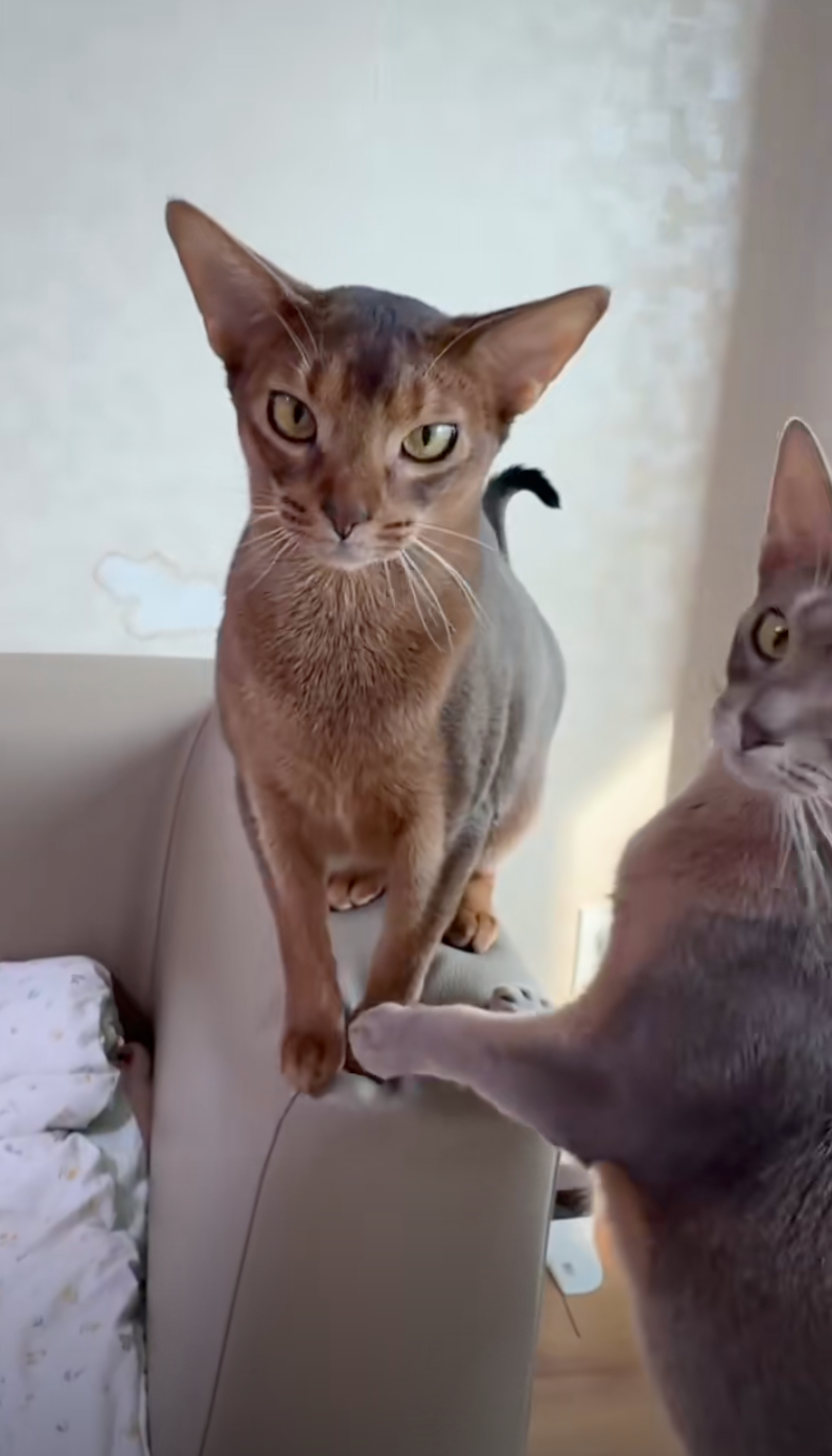 前世記憶被喚醒了～