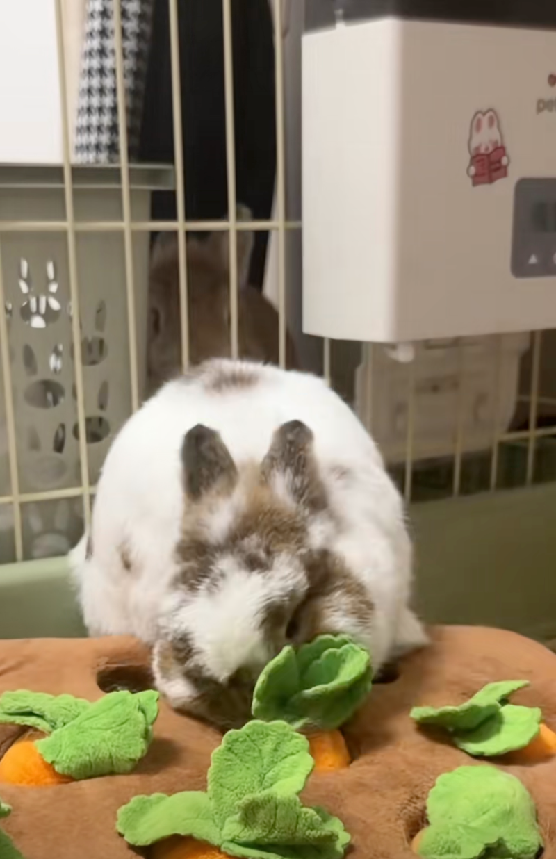 邦邦喜歡拔蘿蔔。