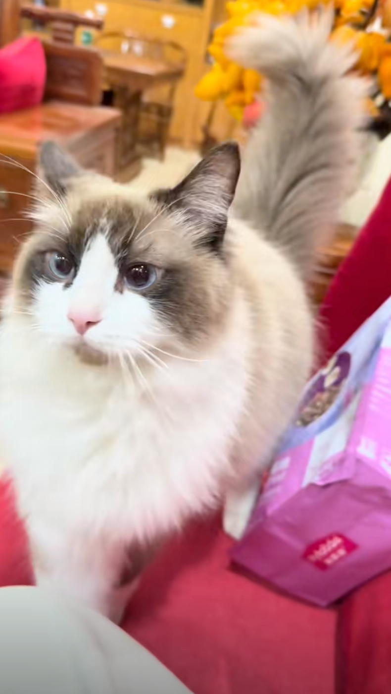 貓咪：裡面都空空了啦！