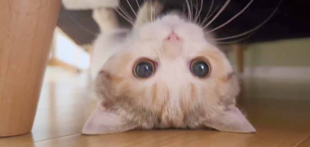 最後還會滑過來萌你一臉～