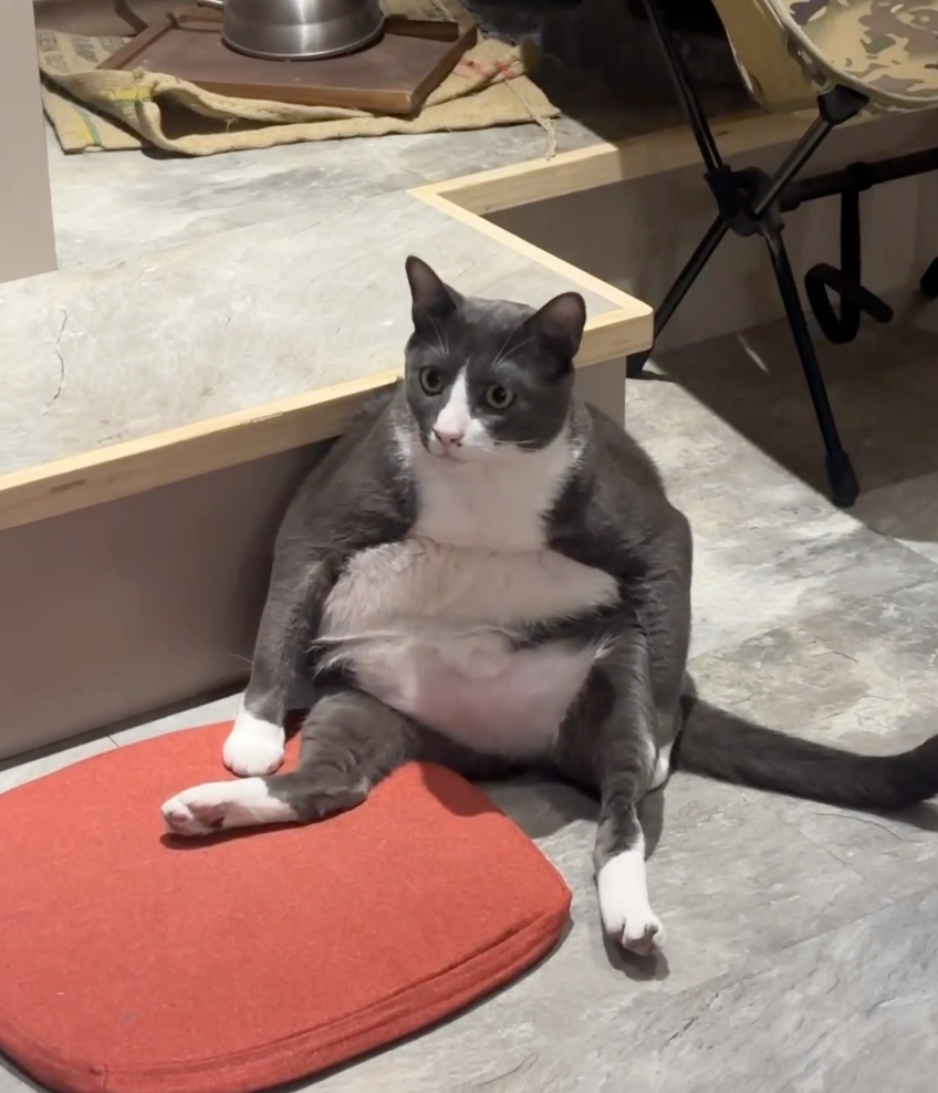 「一大坨」貓～