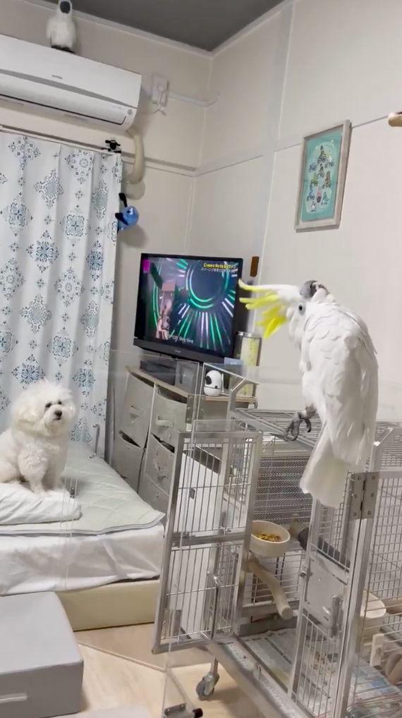 Milk真的是忠實粉絲～