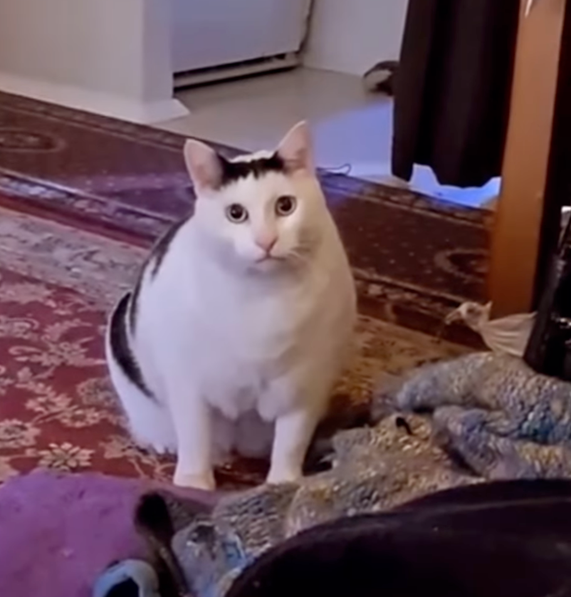 想必所有的貓奴都有聽過huhcat的惡搞版叫聲吧～