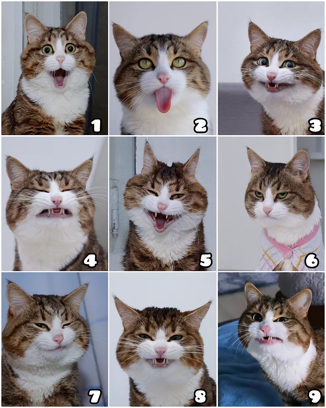 古靈精怪的Rexie。