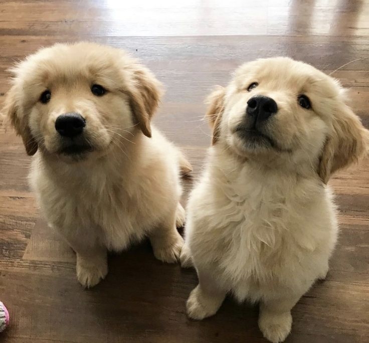 需根據狗狗的年齡與情況來購買喔～