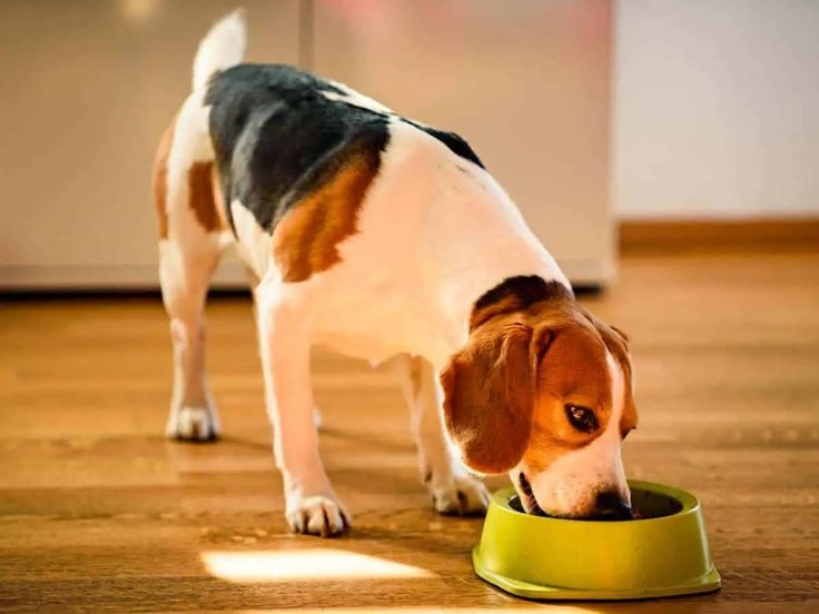 狗狗益生菌該怎麼挑選呢？