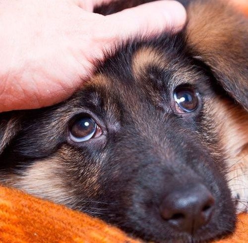 狗狗最愛被摸哪裡呢？