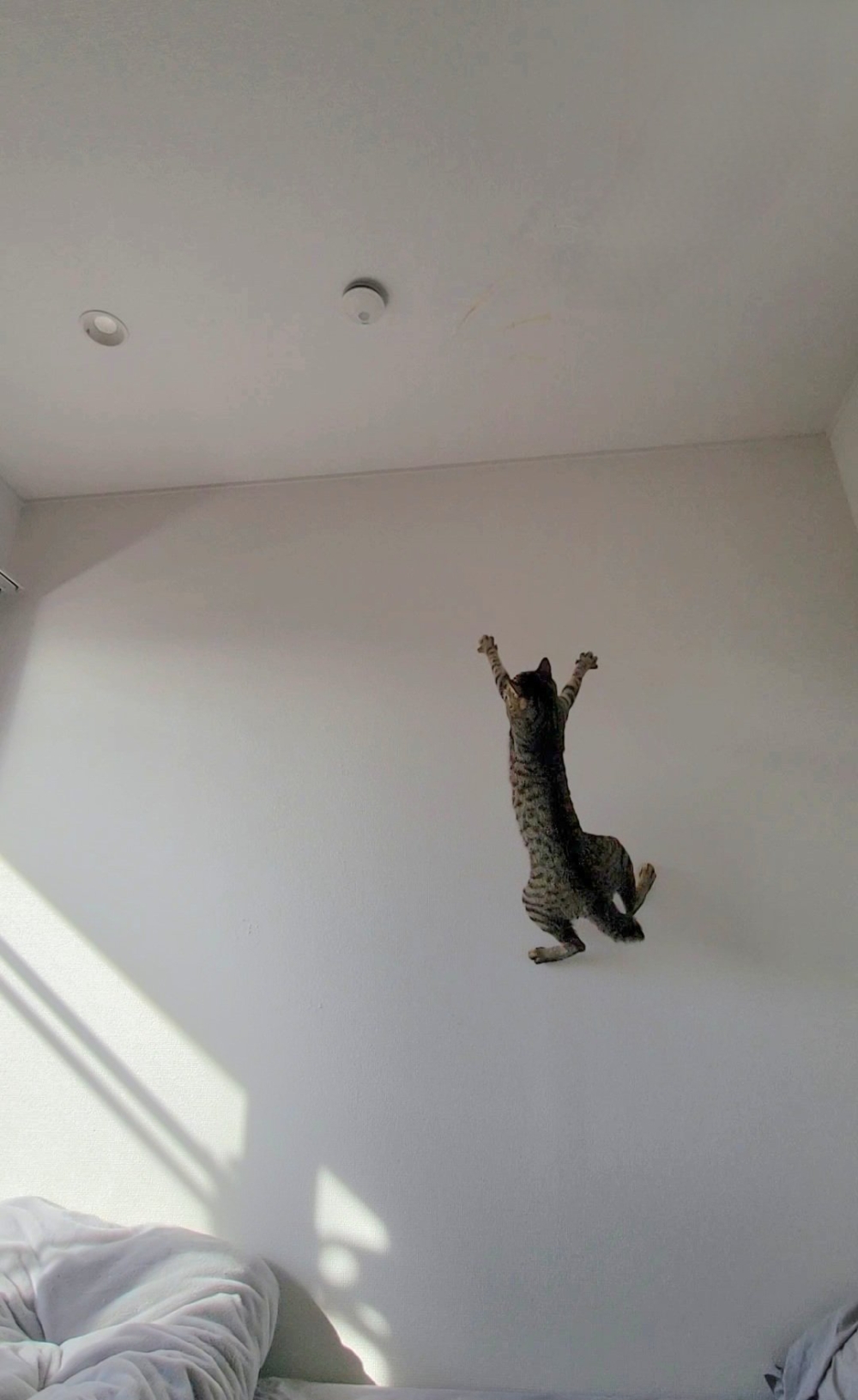 請問這是壁虎嗎？