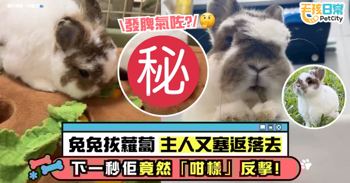兔兔拔蘿蔔飼主又塞回去 一人一兔來回幾次較勁 下一秒牠竟「這樣」做反擊!【有片】